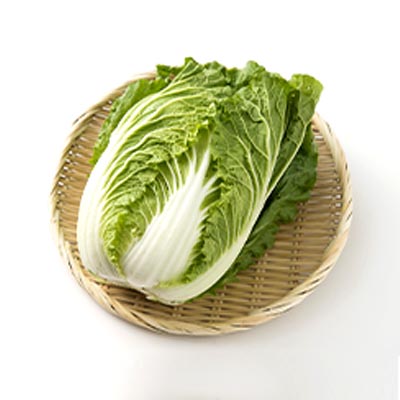 白菜の写真